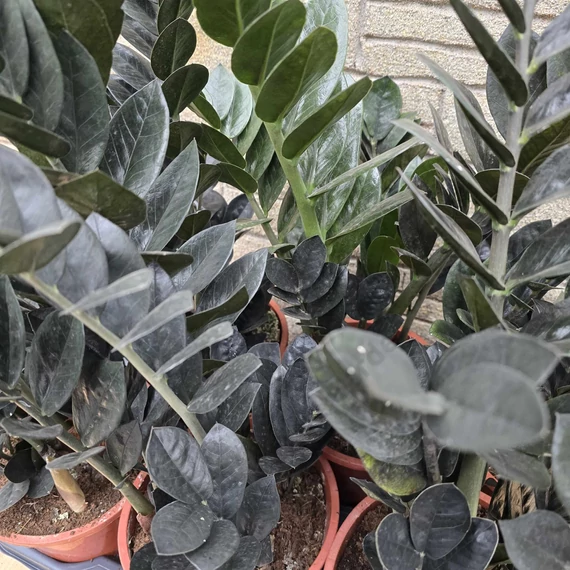 Zamioculcas zamiifolia Raven Black 5+ töves