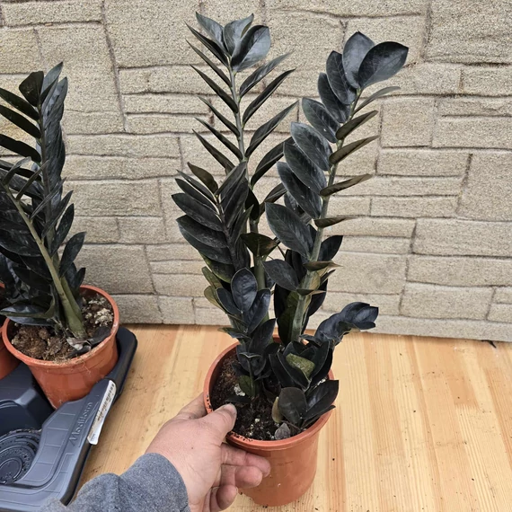 Zamioculcas zamiifolia Raven Black 5+ töves