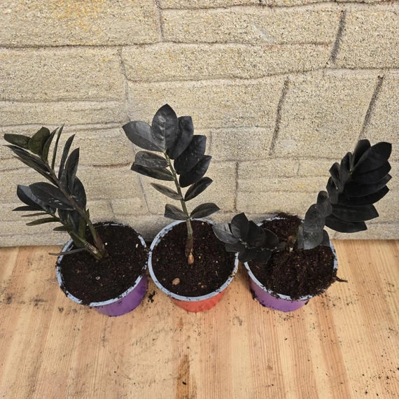 Zamioculcas zamiifolia Raven Black
