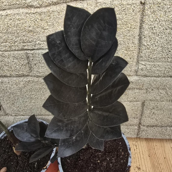 Zamioculcas zamiifolia Raven Black