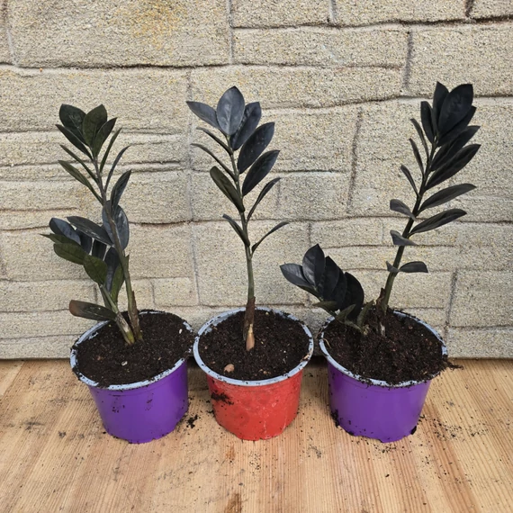 Zamioculcas zamiifolia Raven Black