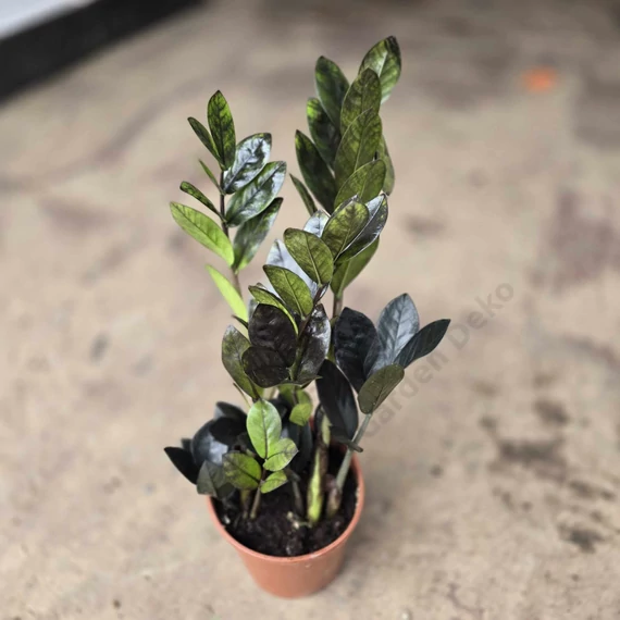 Zamioculcas zamiifolia Raven Black 2-3 töves