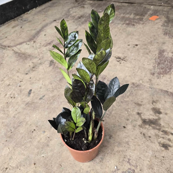 Zamioculcas zamiifolia Raven Black 2-3 töves