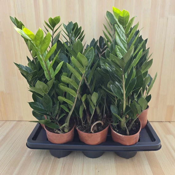 Zamioculcas Zamiifolia