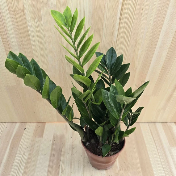 Zamioculcas Zamiifolia