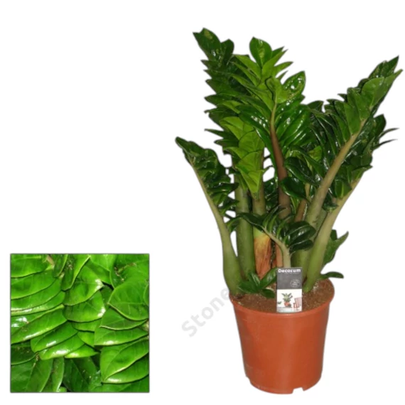 Zamioculcas Zenzi