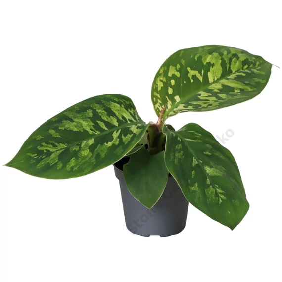 Homalomena wallisii Camouflage