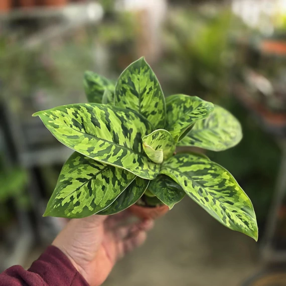 Homalomena wallisii Camouflage