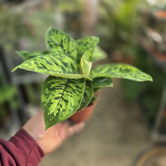 Homalomena wallisii Camouflage
