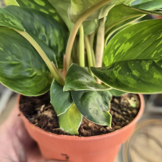 Homalomena wallisii Camouflage