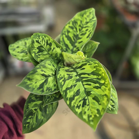 Homalomena wallisii Camouflage