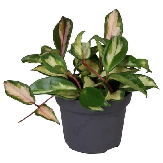 Hoya Carnosa Tricolor