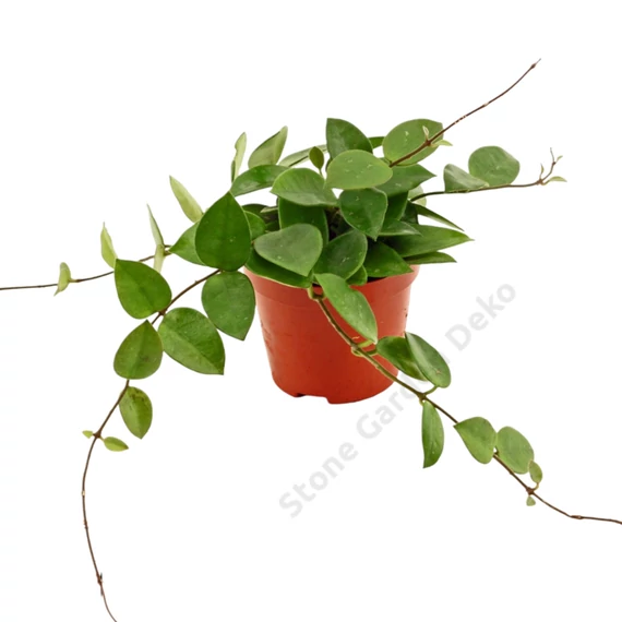 Hoya Chouke