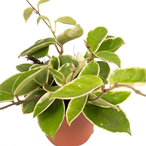 Hoya Krimson Queen