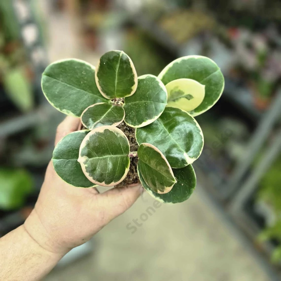 Hoya australis Blondie