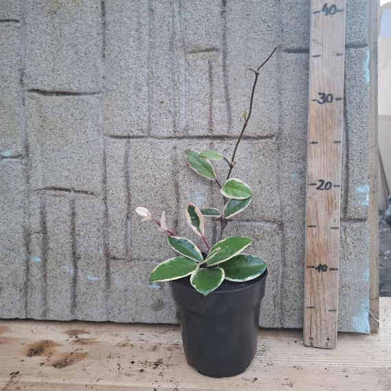 Hoya flamingo Dream