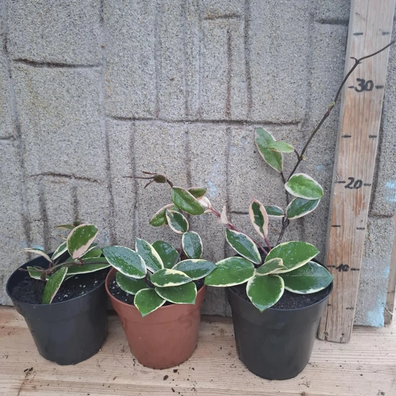 Hoya flamingo Dream