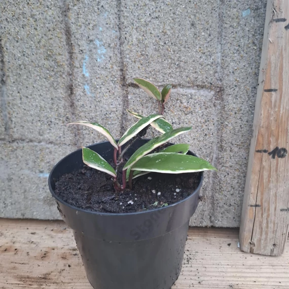 Hoya flamingo Dream