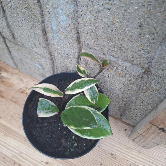 Hoya flamingo Dream
