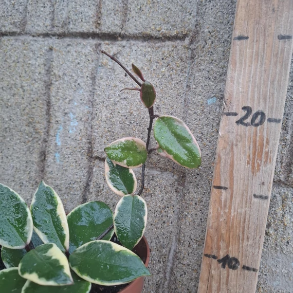 Hoya flamingo Dream