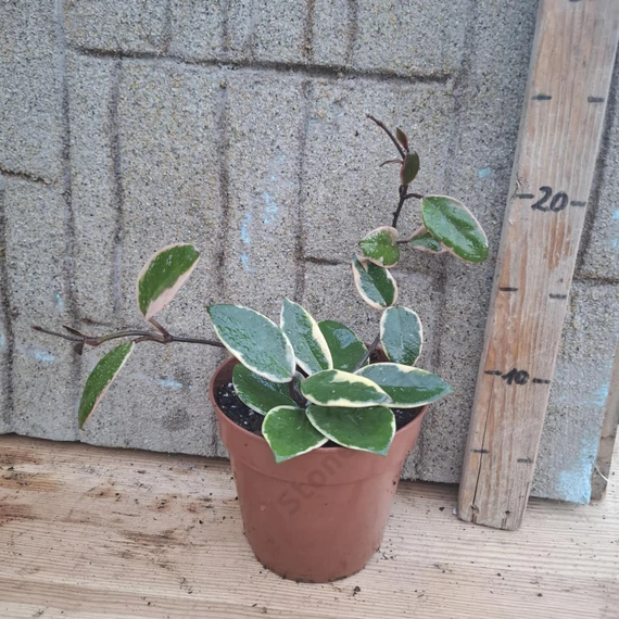 Hoya flamingo Dream