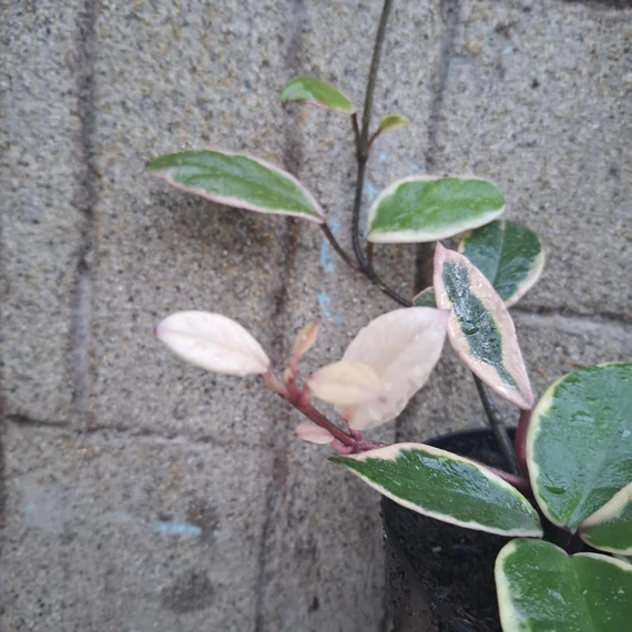 Hoya flamingo Dream