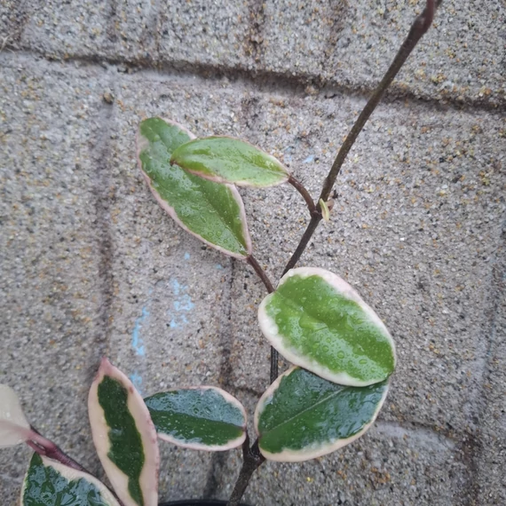 Hoya flamingo Dream