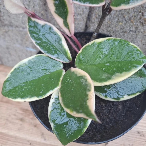 Hoya flamingo Dream