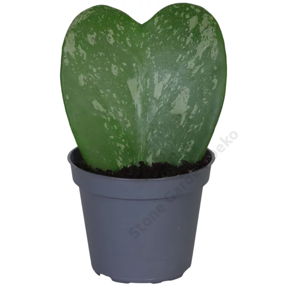 Hoya kerrii Splash