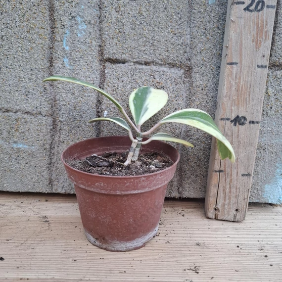 Hoya kerrii Variegata