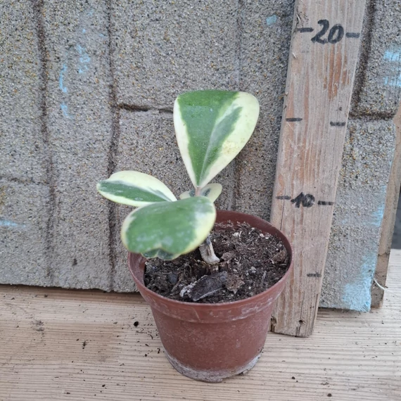 Hoya kerrii Variegata