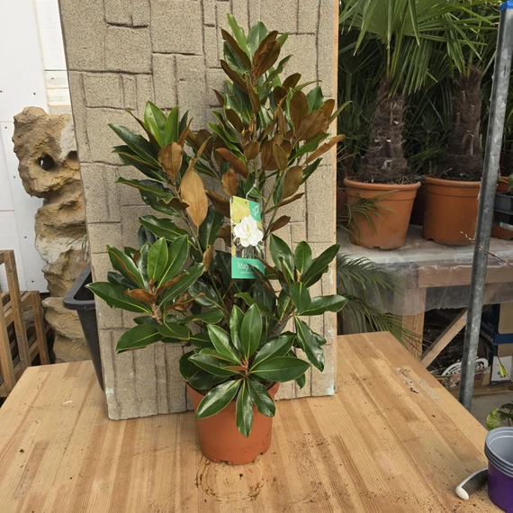 Magnolia Grandiflora Little Gem