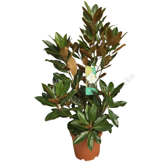 Magnolia Grandiflora Little Gem