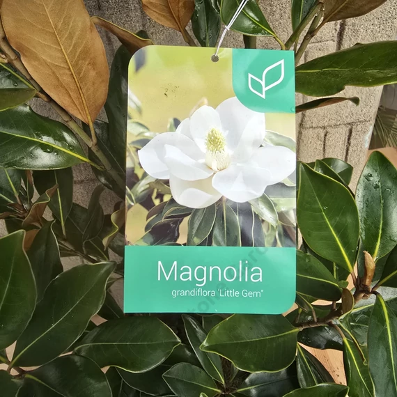 Magnolia Grandiflora Little Gem