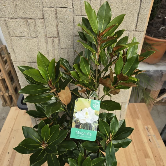 Magnolia Grandiflora Little Gem