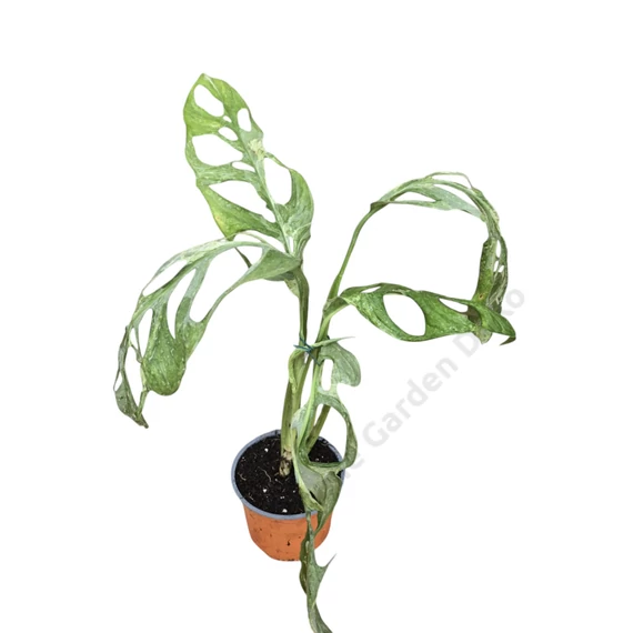 Monstera adansonii Indonesian Marble