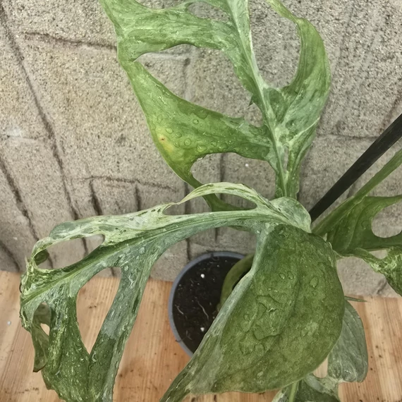 Monstera adansonii Indonesian Marble