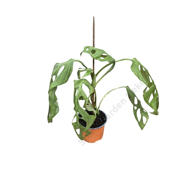 Monstera adansonii Indonesian Marble