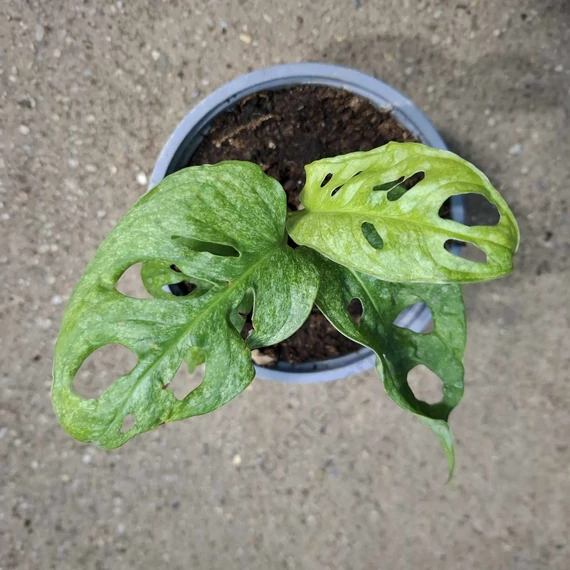Monstera adansonii Mint