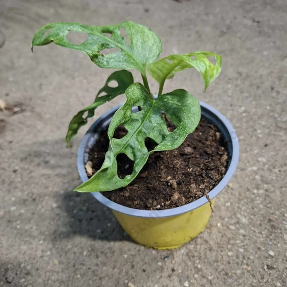 Monstera adansonii Mint