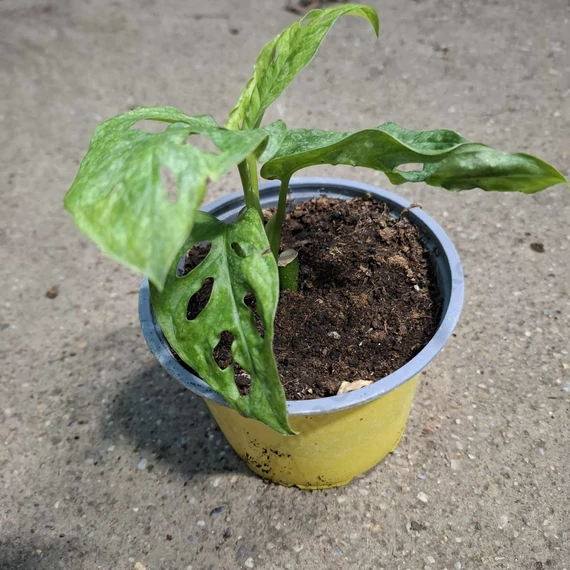 Monstera adansonii Mint