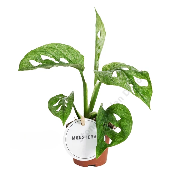 Monstera adansonii Mint