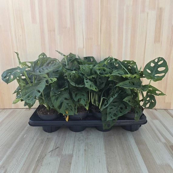 Monstera Adansonii