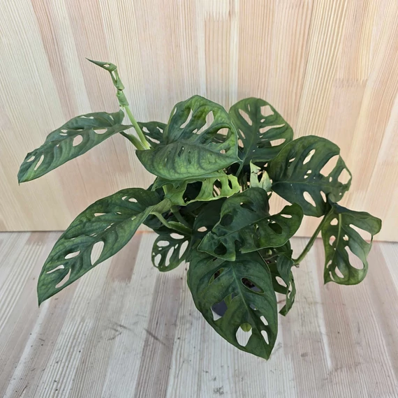 Monstera Adansonii