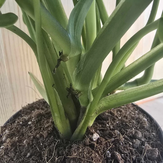 Monstera Adansonii