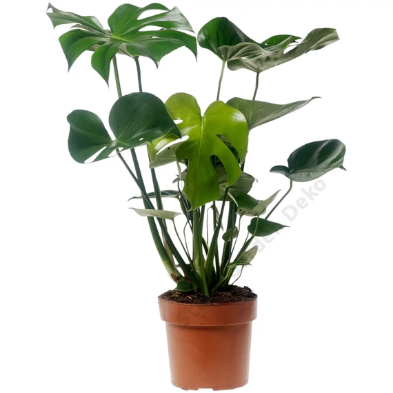 Monstera deliciosa