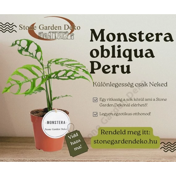 Monstera obliqua Peru
