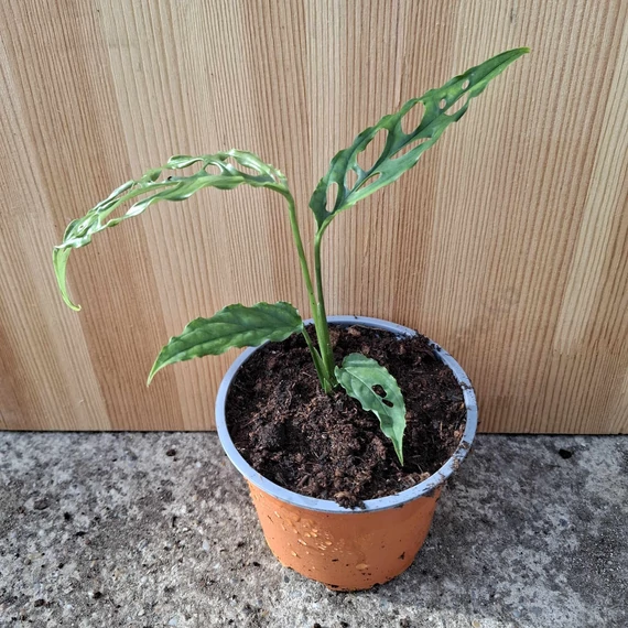 Monstera obliqua Peru