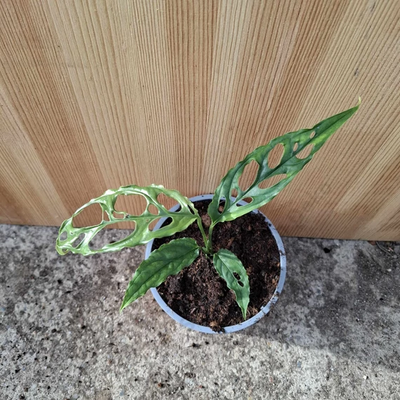 Monstera obliqua Peru