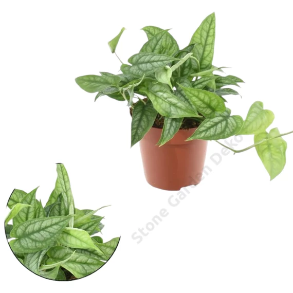 Monstera Siltepecana